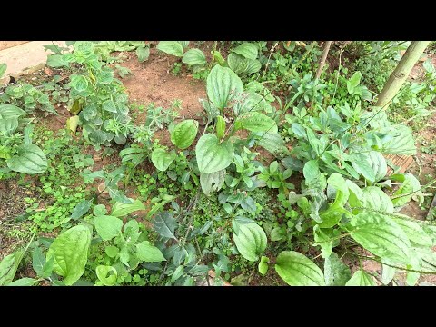 Thu hoạch RAU MÃ ĐỀ và CỦ HÀNH TÂY được trồng từ củ lên mầm tưởng chừng bỏ đi.