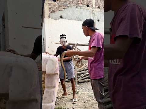 🐍Lagi Jalan, Tiba-Tiba Ketemu <strong>Ular</strong> Jali! 😱#snake #shortvideo #shorts
