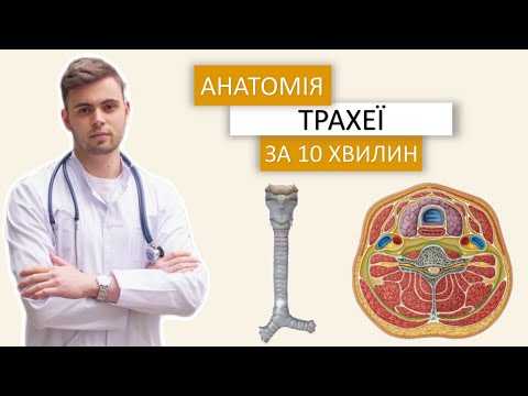 Анатомія трахеї