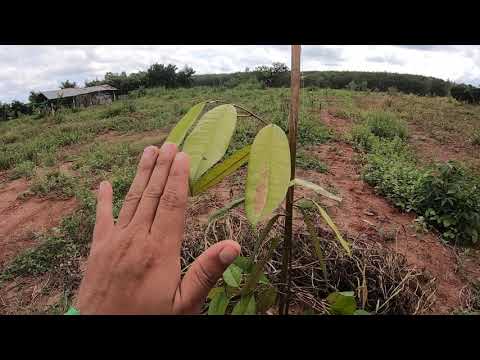 อาการทุเรียนเหลืองแดด-เป็นมากห อาการทุเรียนเหลืองแดด-เป็นมากห