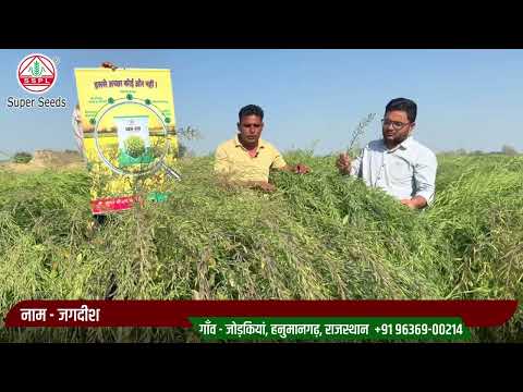 हर खेत की शान, पैदावार में बेमिसाल | Super Seeds 618 हाइब्रिड सरसों बीज !