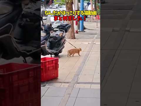 猫の動画サムネイル - ほっこり🛁 #猫 #cat #cats #cute