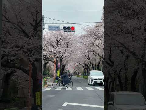 今年の春はあんまり晴れなかったね#桜