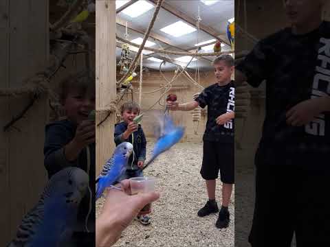 Ivan & Michael are feeding the parrots 🌞