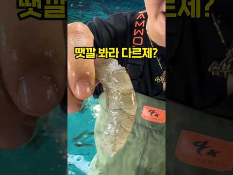 양식장보다 수족관에 새우를 먹어야하는 이유!!