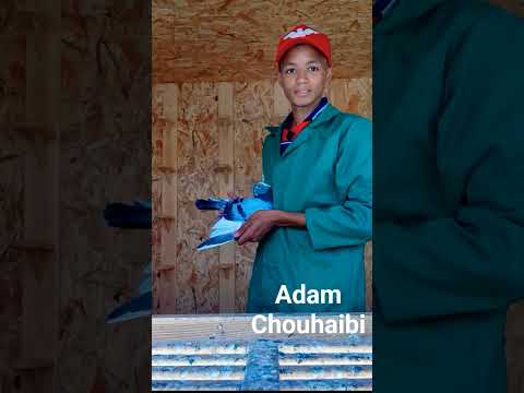 الولاعة مع خوكم ادم في دم طونديم ادم #birds #pigeon #اكسبلور #الوكره #طيور #التغطيه #ورك #الثامن