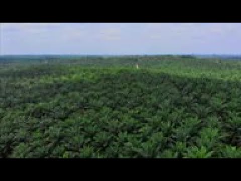 AP probe uncovers abuses in palm oil industry