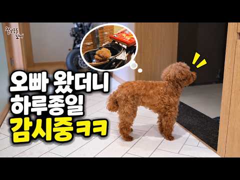 오빠가 돌아온 날부터 <strong>하루종일</strong> 감시(?) 시작한 강아지ㅋㅋㅋ