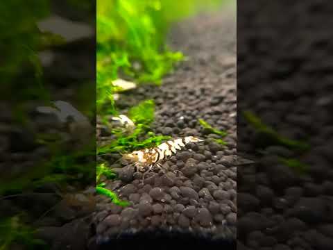 Black Fancy Tiger Update Caridina Shrimp 