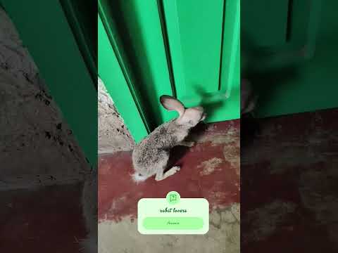 #bhojpuri #rabbit #love #haryanvisong