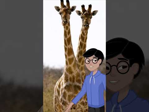 Giraffes Have the Same Neck Bones as Humans! 🦒🧍