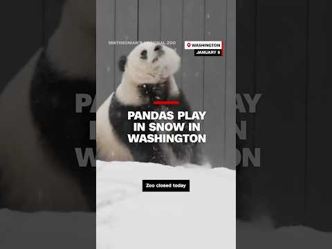 Pandas play in snow in Washington