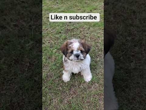 Oreo ka viral video🐕#shorts #minivlog #viral #comedy #doglife #dogshorts#funny #shortvideo #ytshorts