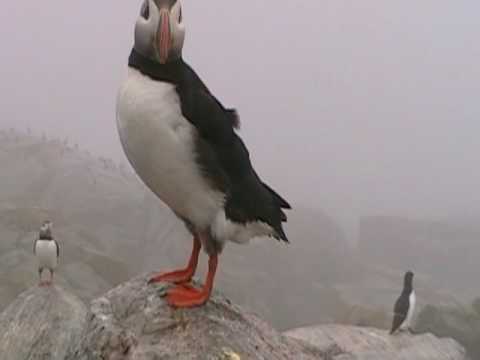 Puffin Movies Razorbill (38)