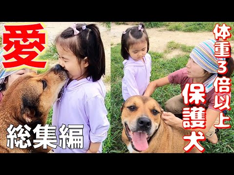 【総集編】楽園の保護犬達は子供大好き❤️