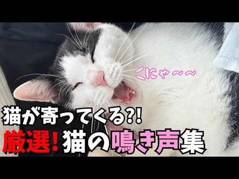 猫の動画サムネイル - 【猫が寄ってくる鳴き声】 猫の可愛すぎる鳴き声集! 猫との距離が縮まるかも?!