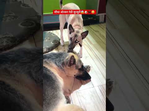 सीधा ऑस्कर टेढ़ी सुरसुरी😱🐕🦺😃 #shorts #ytshorts #German Shepherd vs Desi Dog #voiceforvoiceless