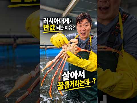 멀쩡히 살아있는데 왜 반값? 수조 속 ‘반값 대게’를 찾아라!!