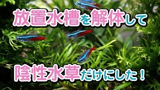 陰性水草水槽