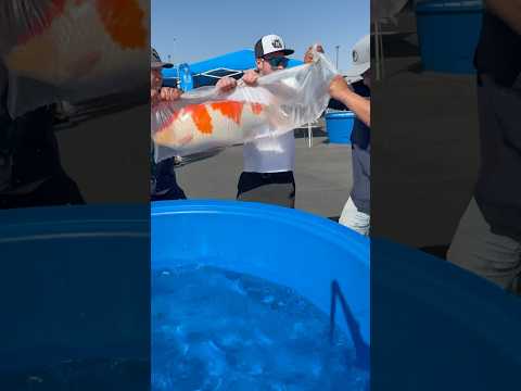 Moving Giant Japanese Koi at the All American Koi  