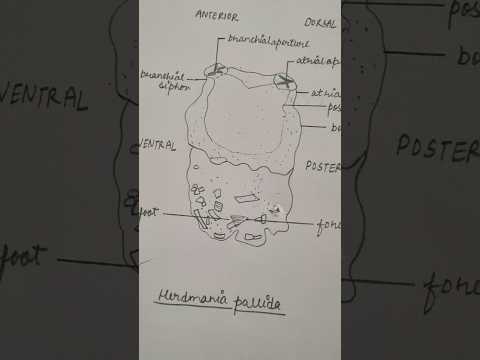 Herdmania pallida #herdmania #bsc #msc #bio #zoology #yt #neet #csir #art #file #practical #file
