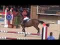 Show jumping horse 1.55m. springpaard Zingaro Z is mijn oom!