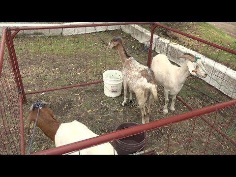 Productores aprenden técnicas para mejorar la calidad de la leche de cabra