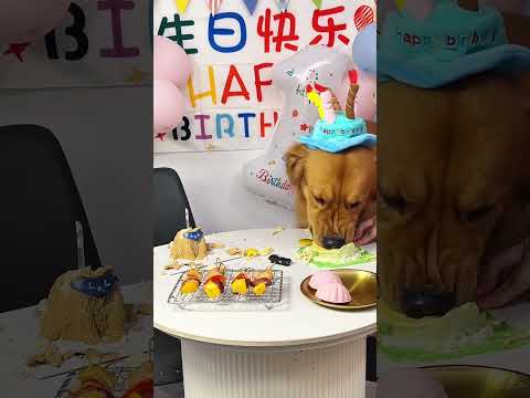 亮哥也是满1岁的狗狗啦#狗吃的比我好系列 #干饭狗的日常 #全网伙食最差狗 #狗狗吃饭 #自制狗饭