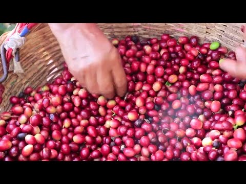 Caen las exportaciones de café salvadoreño