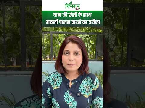 एक ही खेत में धान के साथ मछली पालन करके आसानी से कमा सकते हैं मुनाफा, जानिए कैसे?।Paddy Fish Farming