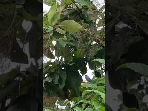 kindness to birds #shorts @nirmal videos