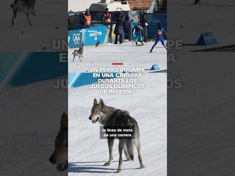 Un perro irrumpe en una carrera durante los Juegos Olímpicos de Invierno
