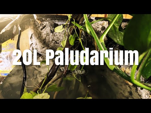20L Paludarium Build Welcome to my channel or welcome back to my channel!

Today's video is my DIY fail or success, 20L P