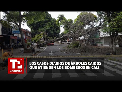 Entre 3 y 5 árboles caídos atienden a diario los Bomberos en Cali |05.04.2024| TP Noticias