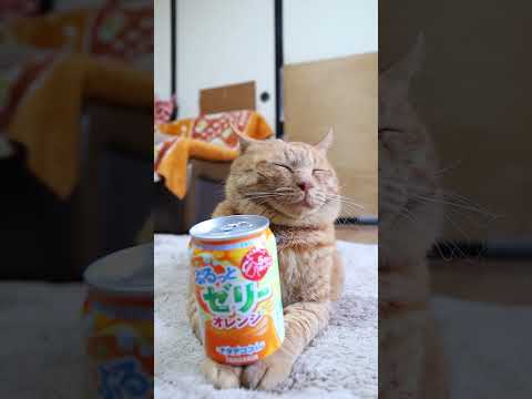 ぷるっとゼリーオレンジとかわいいのせ猫動画|癒しのスイーツと猫の癒しコンテンツ サムネイル