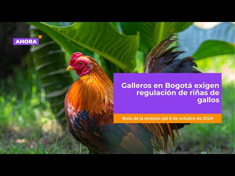 Galleros en Bogotá exigen regulación de riñas de gallos | Política