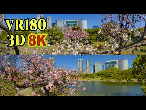 [ 8K 3D VR180 ] 浜離宮恩賜庭園の桜 2026
