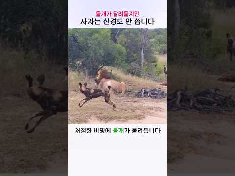 들개가 달려들어도 신경도 쓰지 않는 사자