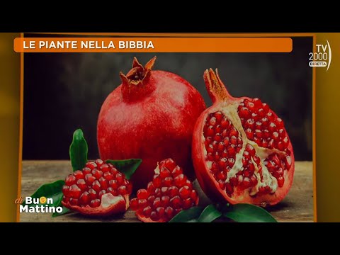 Di Buon Mattino (Tv2000) - Le piante nella Bibbia