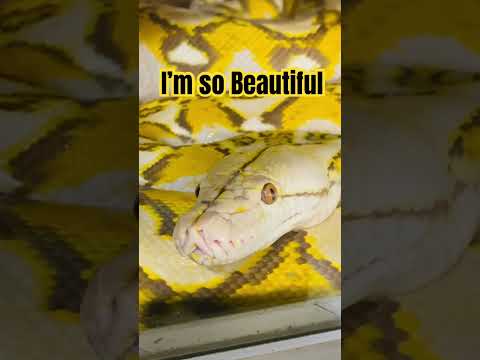 Beautiful Mochachino reticulated python (malayopyt 