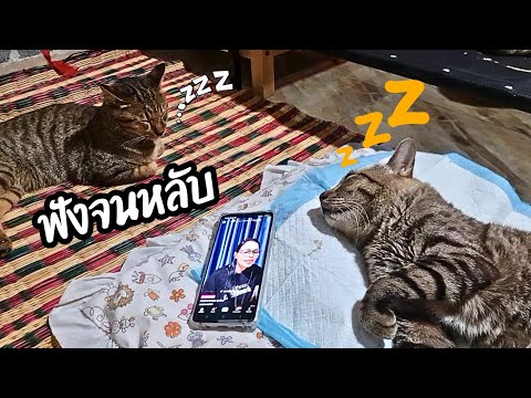 ฟังจนหลับแมวcatปังปอนลูกแม่เ