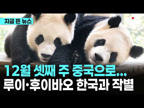 12월 셋째 주 중국으로...루이·후이바오 한국과 작별｜ TJB 대전·세종·충남뉴스