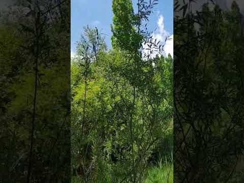 #arjitsingh #edsheeran #india #iran #youtubeshorts #song #hindi #english #all #libra #tree #love