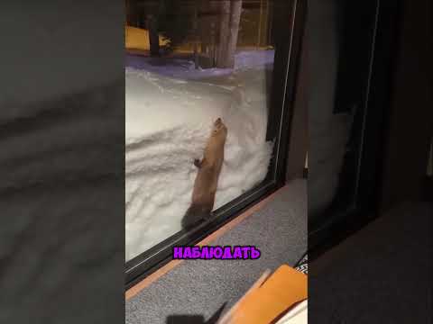 Лис Спрятался У Всех На Виду 😅 #shorts #лис #смех #тикток #животные #прятки #зима #снег #мило