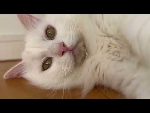 もふもふな猫にペシペシされたい方へ