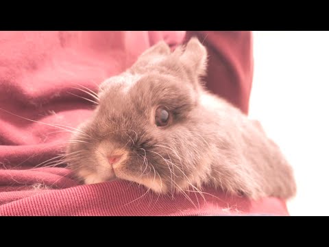 寝ぼけて何が起きたのかわからず、飼い主のお腹に張り付いたままのミミが可愛かった【No.1676】