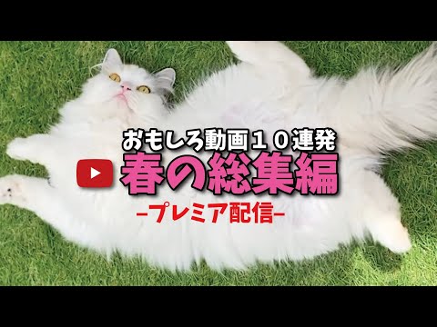 【プレミア公開】春なのでもっふもふの猫を見ながらみんなでチャットしましょう😺【関西弁でしゃべる猫】【猫アテレコ】