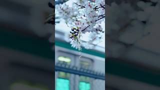 パン野実々美 - 私になれ（Vertical ver.） #オリジナル曲 #応援歌 #おすすめ #shorts