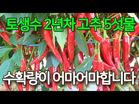 김포 토생수 고추 2년차. 병 없이 수확량이 어마어마합니다. 올해 기후를 잘 이기고 작년보다 30프로 이상 수확량이 늘었습니다. 마지막 물 다 수확 할 때 까지 화이팅 입니다