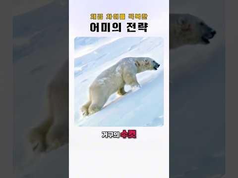 체급 차이를 이겨낸 어미 북극곰의 놀라운 전략